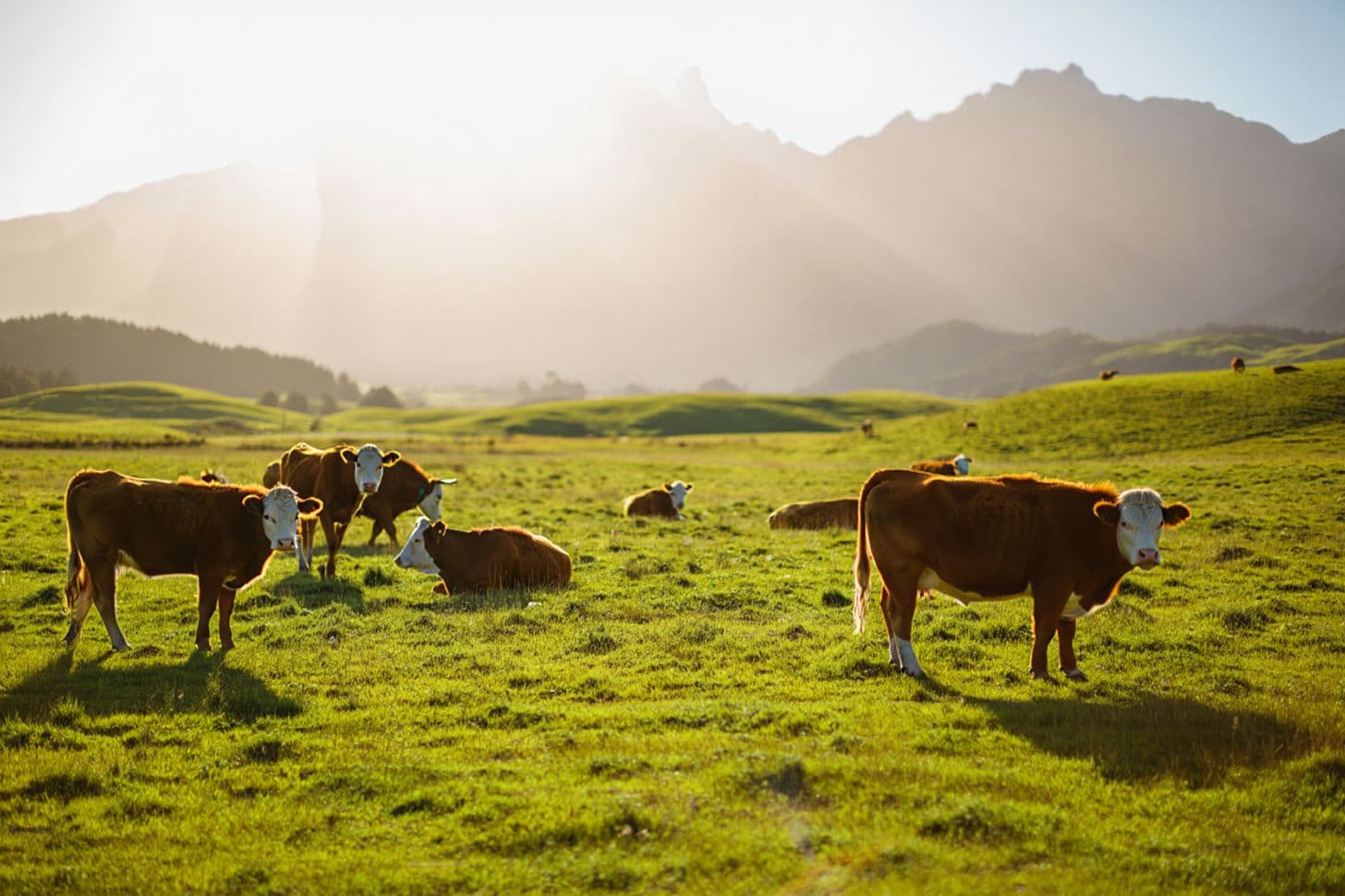 New Zealand grass-fed cattle grazing on lush green pasture with mountains in the background